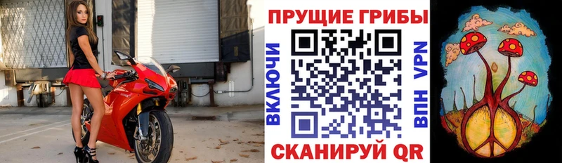 где найти наркотики  Жуков  Псилоцибиновые грибы Psilocybe 